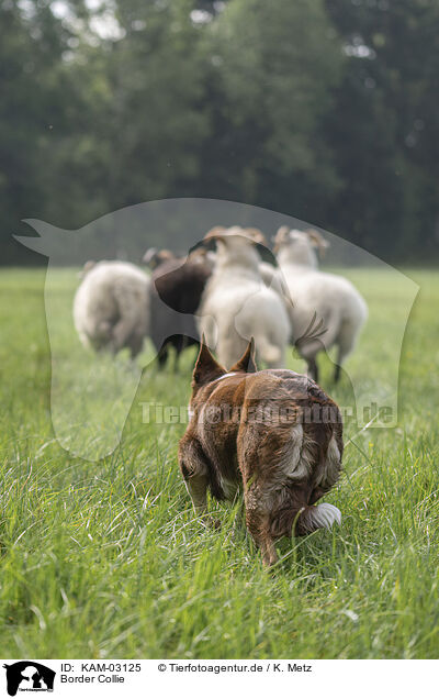Border Collie / Border Collie / KAM-03125