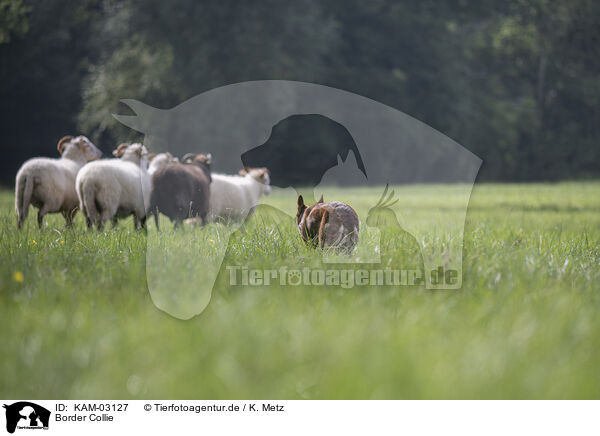 Border Collie / Border Collie / KAM-03127