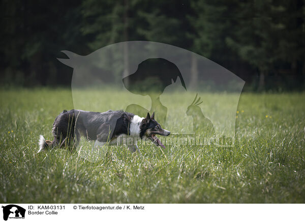 Border Collie / Border Collie / KAM-03131