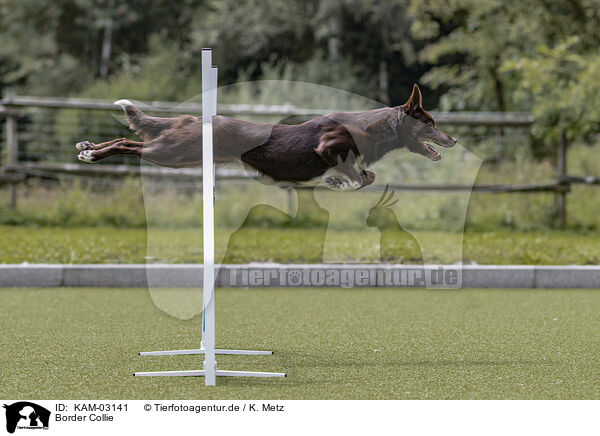 Border Collie / Border Collie / KAM-03141