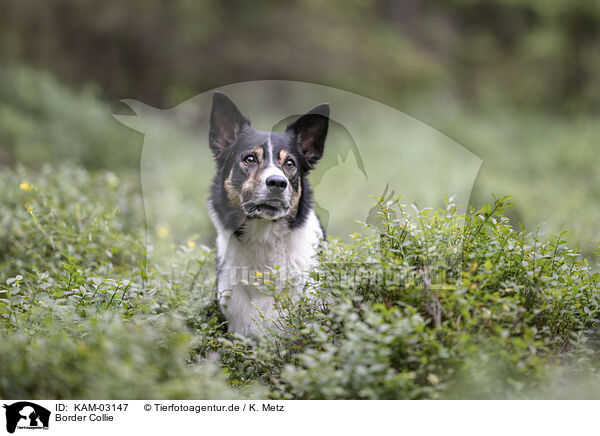 Border Collie / Border Collie / KAM-03147