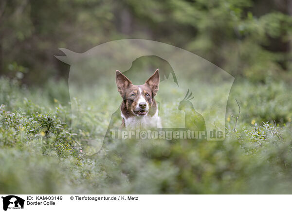 Border Collie / Border Collie / KAM-03149