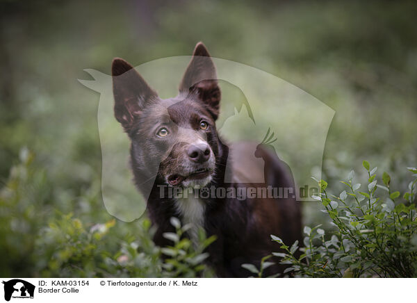 Border Collie / Border Collie / KAM-03154