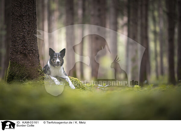 Border Collie / Border Collie / KAM-03161