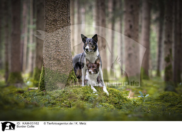 Border Collie / Border Collie / KAM-03162