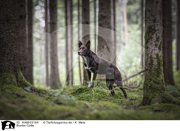 Border Collie / Border Collie / KAM-03164