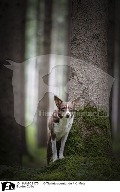 Border Collie / Border Collie / KAM-03175