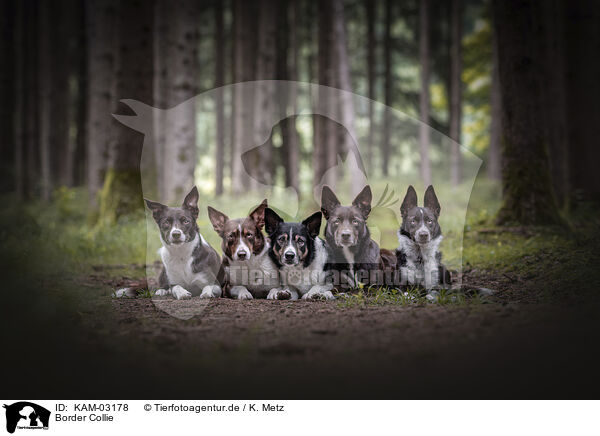 Border Collie / Border Collie / KAM-03178