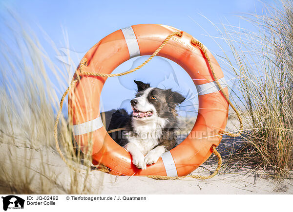 Border Collie / Border Collie / JQ-02492