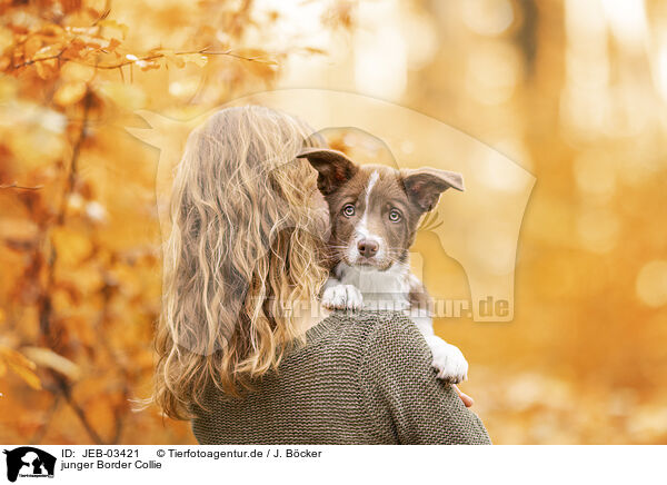 junger Border Collie / young Border Collie / JEB-03421