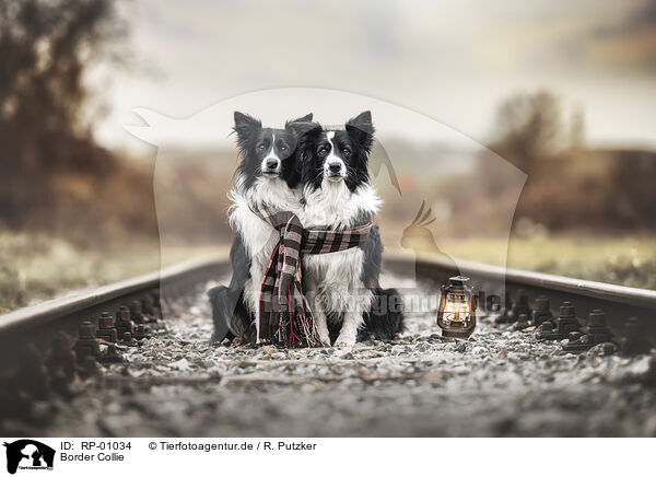 Border Collie / Border Collie / RP-01034