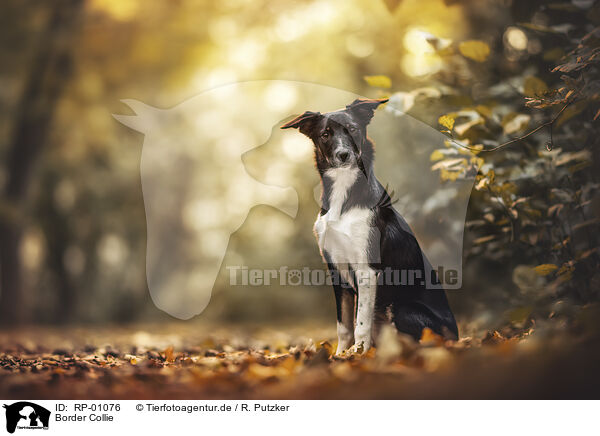 Border Collie / Border Collie / RP-01076