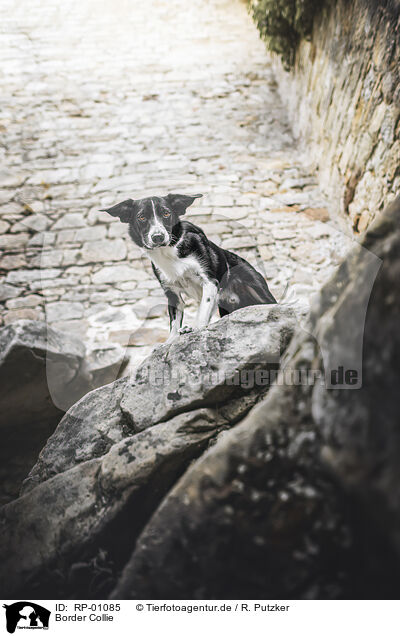 Border Collie / Border Collie / RP-01085