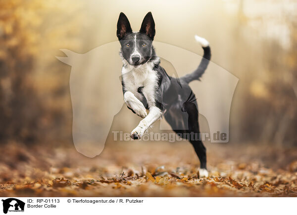 Border Collie / Border Collie / RP-01113