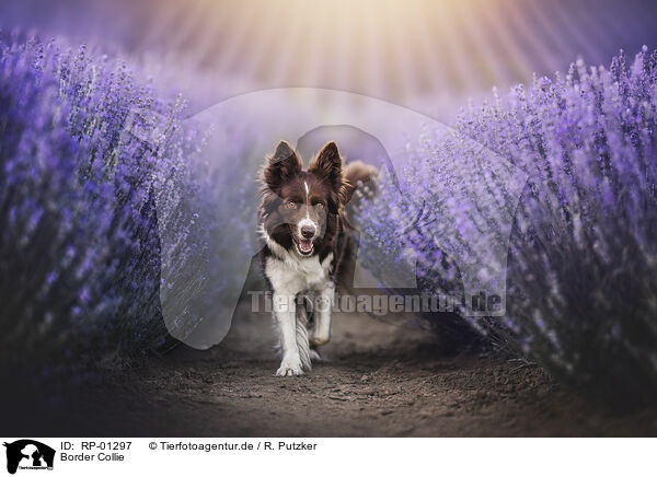 Border Collie / Border Collie / RP-01297