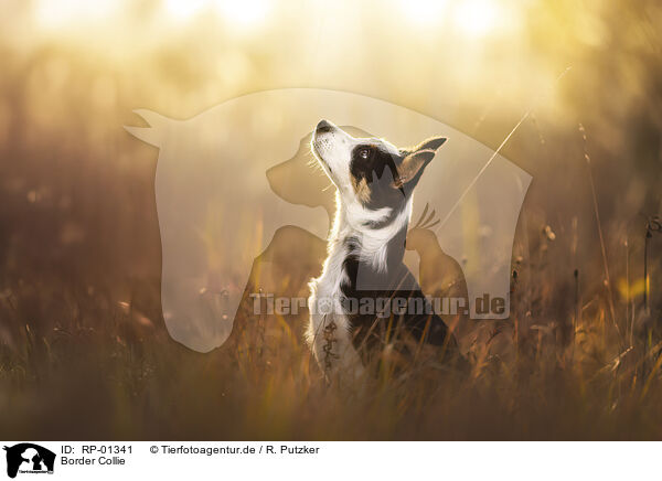 Border Collie / Border Collie / RP-01341