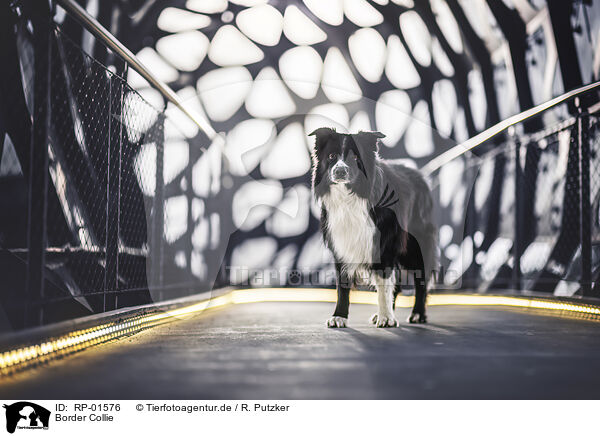Border Collie / Border Collie / RP-01576