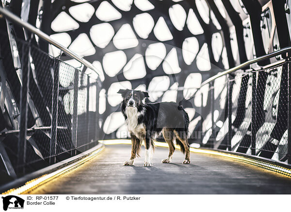 Border Collie / Border Collie / RP-01577