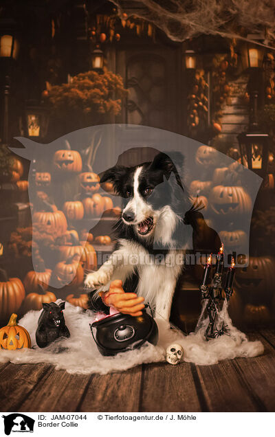 Border Collie / Border Collie / JAM-07044