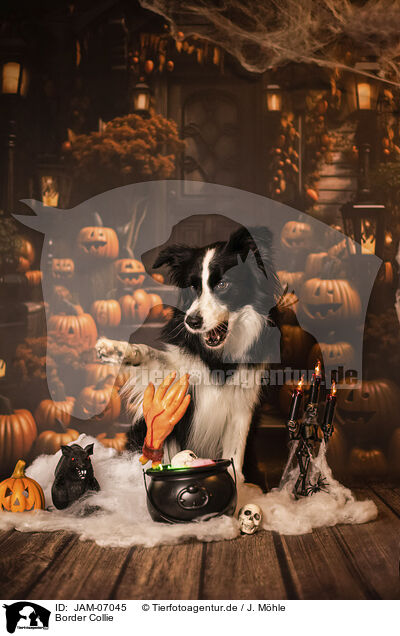 Border Collie / Border Collie / JAM-07045