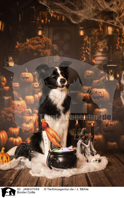 Border Collie / Border Collie / JAM-07049