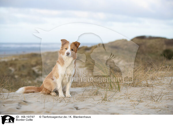 Border Collie / Border Collie / KB-19797