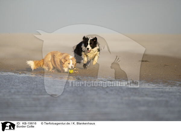 Border Collie / Border Collie / KB-19816