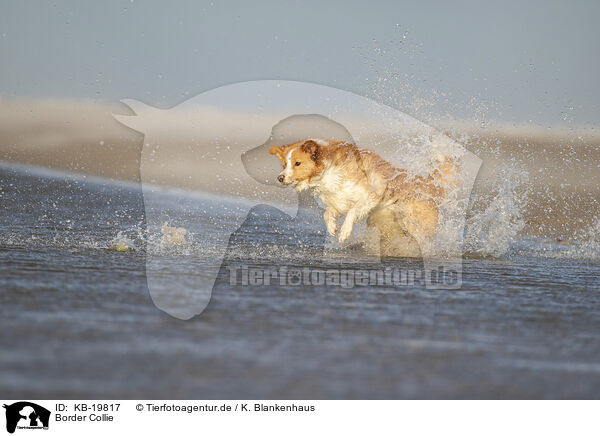 Border Collie / Border Collie / KB-19817
