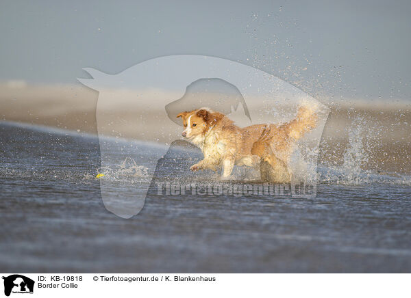 Border Collie / Border Collie / KB-19818