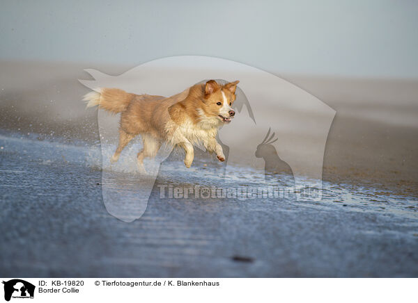 Border Collie / Border Collie / KB-19820