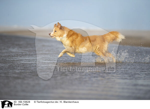 Border Collie / Border Collie / KB-19828