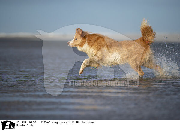 Border Collie / Border Collie / KB-19829