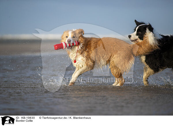 Border Collie / Border Collie / KB-19830
