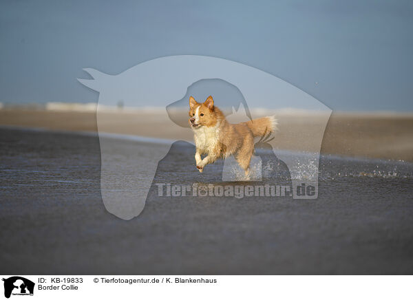 Border Collie / Border Collie / KB-19833