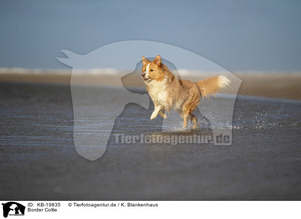 Border Collie / Border Collie / KB-19835