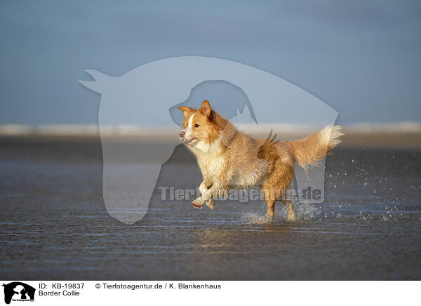 Border Collie / Border Collie / KB-19837