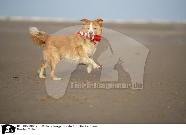 Border Collie / Border Collie / KB-19839