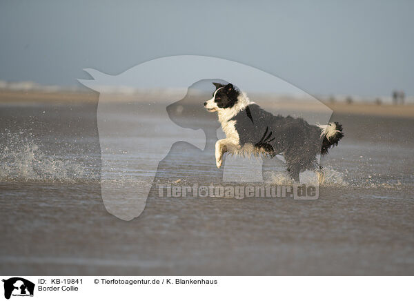 Border Collie / Border Collie / KB-19841