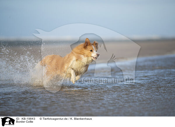 Border Collie / Border Collie / KB-19843