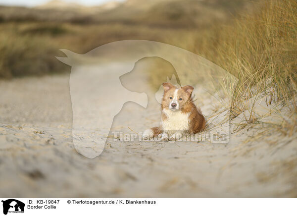 Border Collie / Border Collie / KB-19847