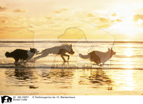 Border Collie / Border Collie / KB-19857