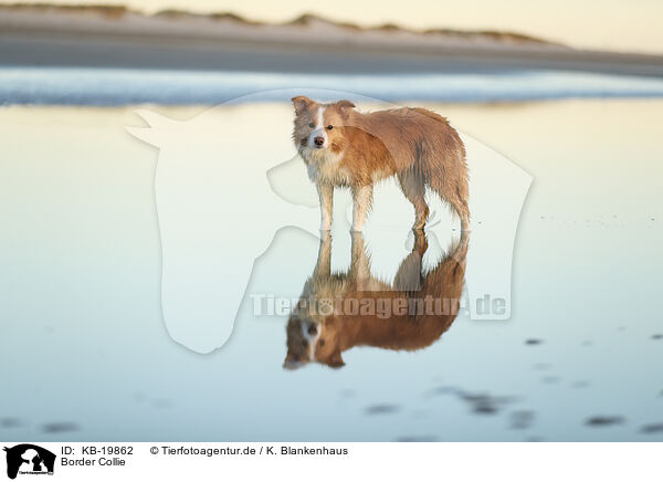 Border Collie / Border Collie / KB-19862