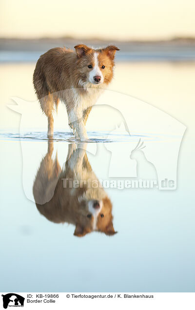 Border Collie / Border Collie / KB-19866