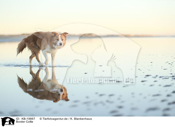 Border Collie / Border Collie / KB-19867