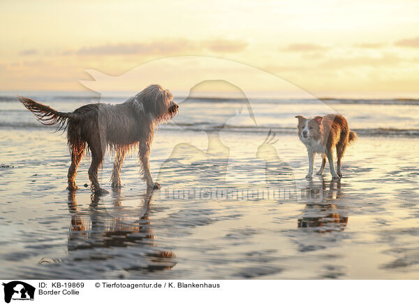 Border Collie / Border Collie / KB-19869