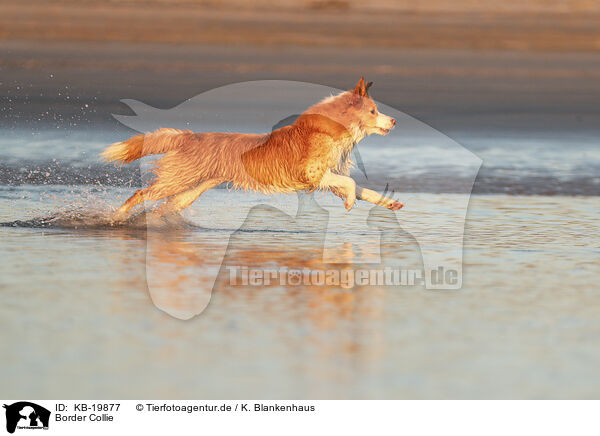 Border Collie / Border Collie / KB-19877