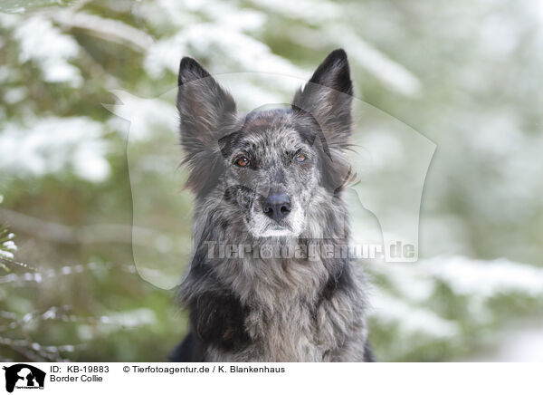 Border Collie / Border Collie / KB-19883