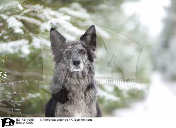 Border Collie / Border Collie / KB-19884