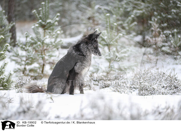 Border Collie / Border Collie / KB-19902