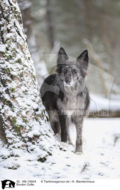 Border Collie / Border Collie / KB-19904